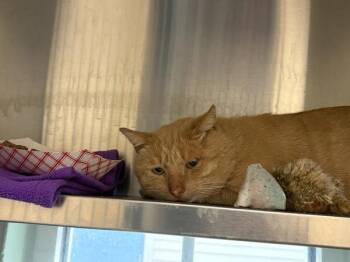 Gondola -  Domestic Short Hair Cat for Adoption in Stratham, New Hampshire - Gondola | PetCurious