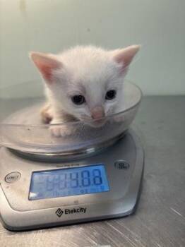 Vanilla -  Siamese and Domestic Short Hair Cat for Adoption in Picayune, Mississippi - Vanilla | PetCurious