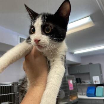 Heart -  Domestic Short Hair Cat for Adoption in Port Charlotte, Florida - Heart | PetCurious