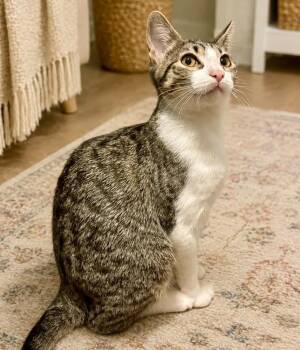 Morgan -  Domestic Short Hair Cat for Adoption in Mansfield, Texas - Morgan | PetCurious