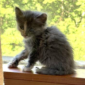 Flora -  Domestic Medium Hair Cat for Adoption in Blue Ridge, Georgia - Flora | PetCurious