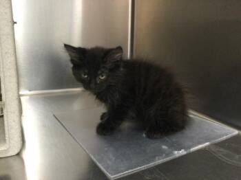 GRAY -  Domestic Medium Hair Cat for Adoption in Thousand Palms, California - GRAY | PetCurious
