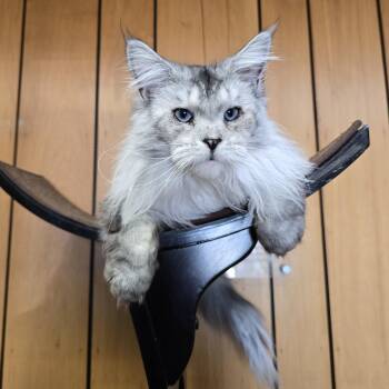 Sylvia -  Maine Coon Cat for Adoption in Des Moines, Iowa - Sylvia | PetCurious