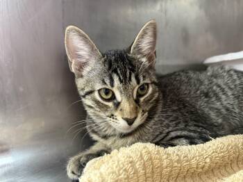Rescue Domestic Short Hair Cats for Adoption in Sunrise, Florida - Khushy | PetCurious