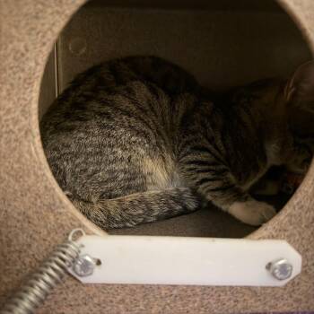 Domestic Short Hair Cats Available for Adoption - Woof | PetCurious