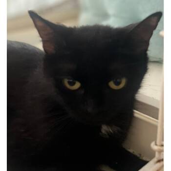 Beatrice -  Domestic Short Hair Cat for Adoption in Traverse City, Michigan - Beatrice | PetCurious
