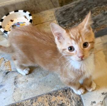 Hobbes -  Domestic Short Hair Cat for Adoption in East Hanover, New Jersey - Hobbes | PetCurious