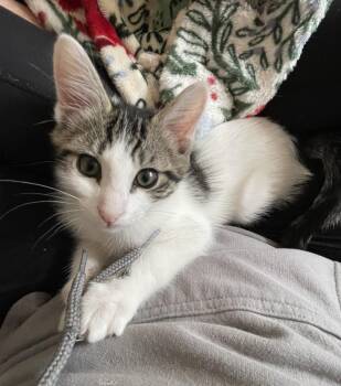 Sprout (with Grizz) -  Domestic Short Hair Cat for Adoption in Silverton, Oregon - Sprout (with Grizz) | PetCurious