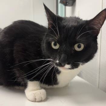 Gypsy -  Domestic Short Hair Cat for Adoption in Abilene, Texas - Gypsy | PetCurious