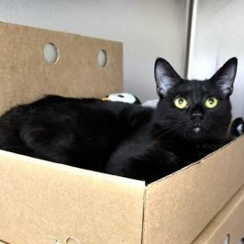 Domestic Short Hair Cats Available for Adoption - Buffy | PetCurious