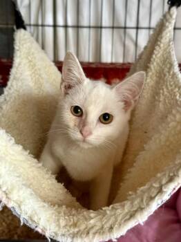 Winter -  Domestic Short Hair Cat for Adoption in Johnson City, Tennessee - Winter | PetCurious