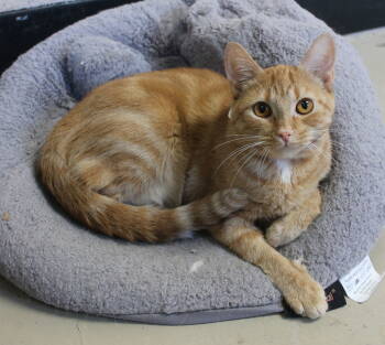Rescue Domestic Short Hair and Tabby Cats for Adoption in Prattville, Alabama - Penny - 42661 | PetCurious