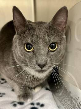 Domestic Short Hair Cats Available for Adoption in Wichita, Kansas - Sudo | PetCurious
