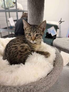 Rescue Domestic Short Hair Cats for Adoption in Thurmont, Maryland - Fendi | PetCurious