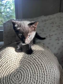 Tala -  Domestic Short Hair Cat for Adoption in Greensboro, North Carolina - Tala | PetCurious