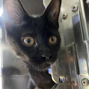 Marceline -  Domestic Short Hair Cat for Adoption in Walker, Michigan - Marceline | PetCurious