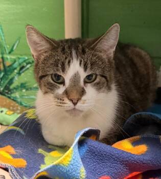 Domestic Short Hair Cats Available for Adoption - Mr. Sir | PetCurious