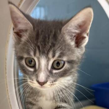 Domestic Short Hair Cats Available for Adoption in East Hanover, New Jersey - Latte | PetCurious