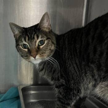 Domestic Short Hair Cats Available for Adoption - Belle | PetCurious