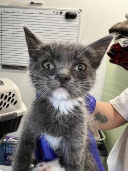Canary -  Domestic Short Hair Cat for Adoption in Vallejo, California - Canary | PetCurious