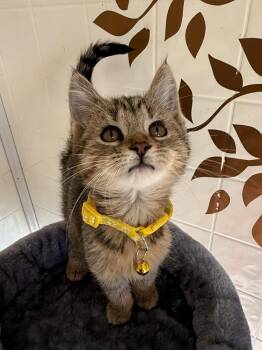 The Walters : Kathrine -  Domestic Short Hair Cat for Adoption in Osgood, Indiana - The Walters : Kathrine | PetCurious