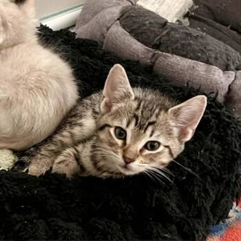Empanada -  Domestic Short Hair Cat for Adoption in Candler, North Carolina - Empanada | PetCurious