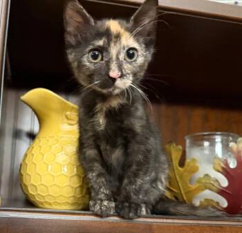 Feyre -  Domestic Short Hair Cat for Adoption in Youngsville, North Carolina - Feyre | PetCurious