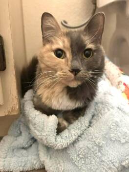 Domestic Medium Hair Cats Available for Adoption - Taylor | PetCurious