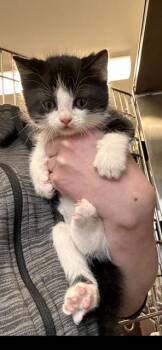 Domestic Short Hair Cats Available for Adoption in Minot, North Dakota - Yacht | PetCurious