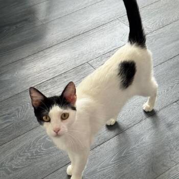 Rescue Domestic Short Hair Cats for Adoption in Burnaby, British Columbia - Gigi | PetCurious