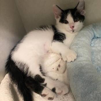 Kermit -  Domestic Short Hair Cat for Adoption in Dayton, Ohio - Kermit | PetCurious