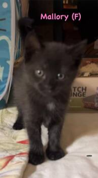 Mallory (The “Fancy Feet”  Footnotes) -  Domestic Short Hair Cat for Adoption in Telford, Pennsylvania - Mallory (The “Fancy Feet”  Footnotes) | PetCurious