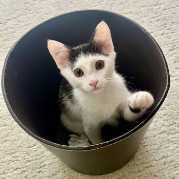 Snapchat -  Domestic Short Hair Cat for Adoption in Richmond, Virginia - Snapchat | PetCurious