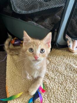 INDIANA JONES -  Domestic Short Hair Cat for Adoption in Tustin, California - INDIANA JONES | PetCurious