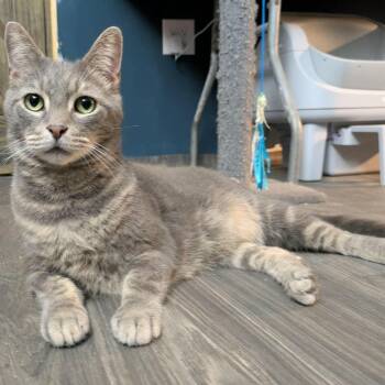 Christopher -  Tabby Cat for Adoption in Fort Payne, Alabama - Christopher | PetCurious