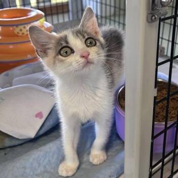 Jewel -  American Shorthair Cat for Adoption in Freeport, Florida - Jewel | PetCurious