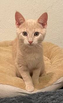 Rescue Domestic Short Hair Cats for Adoption in Woodland Park, New Jersey - Grizzly (LE) | PetCurious