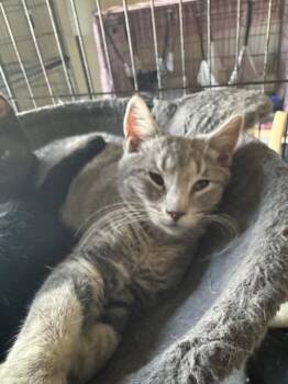 Domestic Short Hair Cats Available for Adoption - Porsche | PetCurious