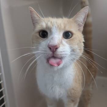 Rescue Domestic Short Hair Cats for Adoption in Watertown, New York - Nibbles | PetCurious