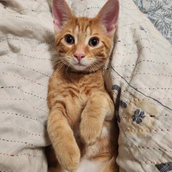 Billy Costa-Must be adopted as a buddy cat -  Domestic Short Hair Cat for Adoption in Toronto, Ontario - Billy Costa-Must Be Adopted As A Buddy Cat | PetCurious