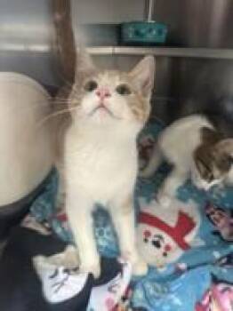 Zowie -  Domestic Short Hair Cat for Adoption in Manitowoc, Wisconsin - Zowie | PetCurious