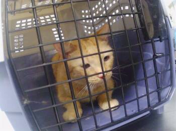 A1269305 -  Domestic Medium Hair Cat for Adoption in Charlotte, North Carolina - A1269305 | PetCurious
