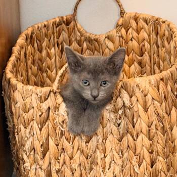 Juniper -  Domestic Short Hair Cat for Adoption in Durham, North Carolina - Juniper | PetCurious