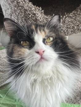 Mazie - super cuddly & affectionate -  Maine Coon and Siberian Cat for Adoption in Brampton, Ontario - Mazie - Super Cuddly & Affectionate | PetCurious