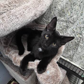 Rescue Domestic Short Hair Cats for Adoption in Brooks, Alberta - West | PetCurious