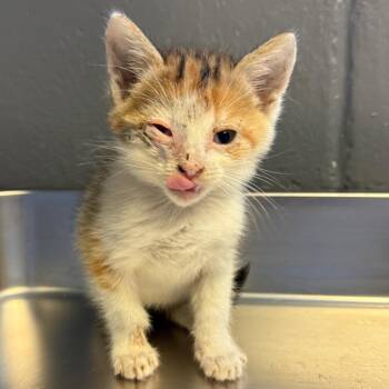 TUSC-Stray-85838 -  Domestic Short Hair Cat for Adoption in Tuscaloosa, Alabama - TUSC-Stray-85838 | PetCurious