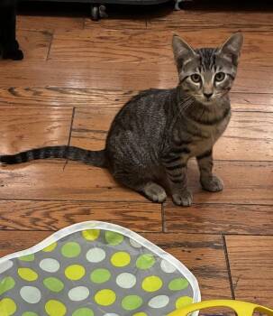 Little Peanut - Bonded w/Pawly Shores -  Domestic Short Hair Cat for Adoption in Little Rock, Arkansas - Little Peanut - Bonded W/Pawly Shores | PetCurious