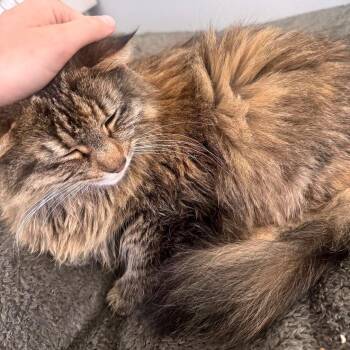 Rosie Jane C12341 -  Domestic Long Hair Cat for Adoption - Rosie Jane C12341 | PetCurious