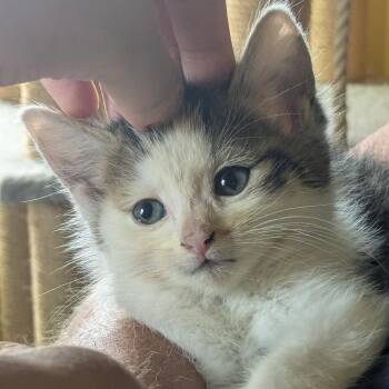 Braveheart (William Wallace) -  Domestic Medium Hair Cat for Adoption in Johnson City, Tennessee - Braveheart (William Wallace) | PetCurious