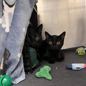 Kona -  Domestic Short Hair Cat for Adoption in Brockton, Massachusetts - Kona | PetCurious